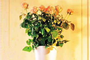 玫瑰花繁殖方法及养护管理技巧,泡茶玫瑰花种植方法