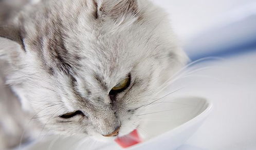 养猫家庭中可以常备什么药 这7种药品你应该要有