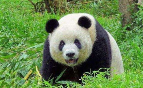 云南村民因羊被咬死,怒杀国宝大熊猫获70斤肉,最终下场如何