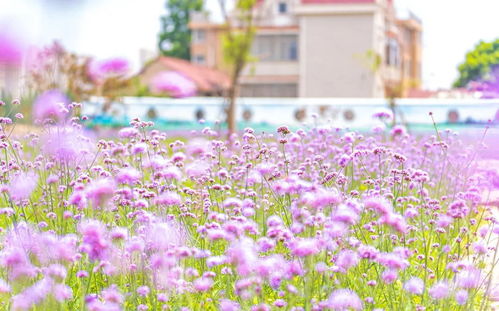 如何打造一片浪漫花海(浪漫花海 竟如此诗情画意)