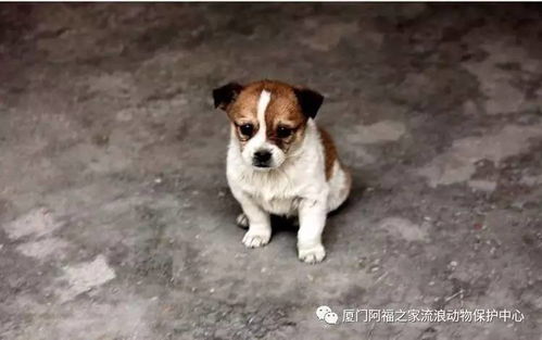 怀孕了不能养狗 丧家犬 还你一个正名