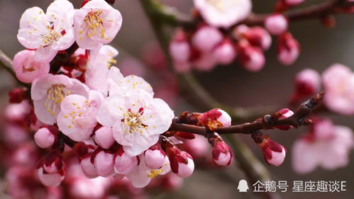 在11月中旬,两情相悦,情比金坚,百年好合的三大星座