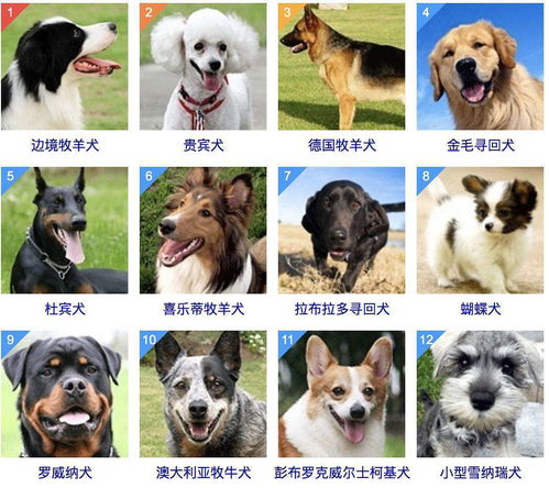 智商排名前十的狗狗有哪些？