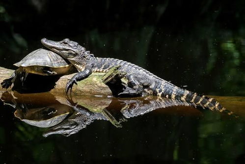 动物和宠物们的深情举动,鳄鱼趴在乌龟身上晒太阳你见过吗