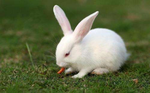 兔子肚子摸到硬硬的东西,兔子毛球症的表现