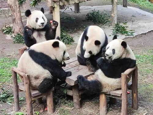 重庆动物园有多少只熊猫,重庆动物园有几
