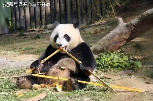 要是大熊猫伤人了的话, 熊猫会受到什么惩罚