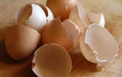 鸡蛋壳能吃吗？鸡蛋壳可以吃吗