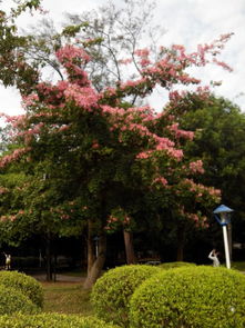 华南师范大学校园里开粉红色花的绿树叫什么名字 