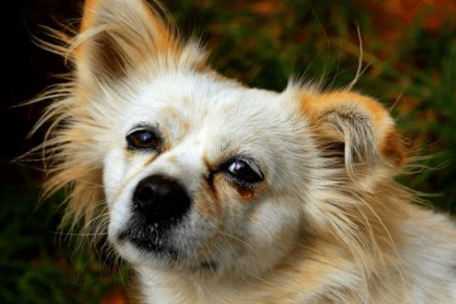 狗狗流眼泪不只是因为感动,也可能是感染了 眼疾