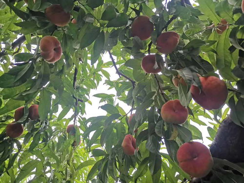 平谷国桃标准化种植助力果农增收致富
