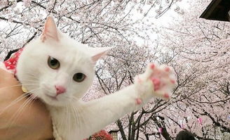 2018樱花和猫的图片唯美邂逅 樱花树上出现了一只猫