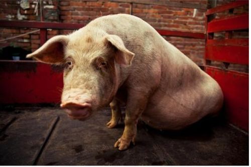 汶川地震13年,猪坚强是抗震救灾的必胜信念,是对逝去亲人的缅怀