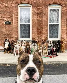 职业遛狗师,一次能溜20只狗狗,还能让它们集体看镜头进行拍照