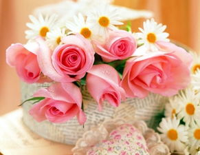 22朵粉色玫瑰花的花语,粉色康乃馨花语
