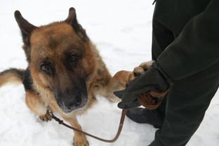 退役军犬会被执行安乐死 实际上军犬退役后会送到养老院养老 