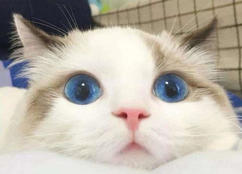 俄罗斯蓝猫和布偶猫哪个好养一点 