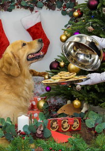 伦敦一餐厅推出狗狗圣诞大餐 宠物狗与主人一同欢庆圣诞节