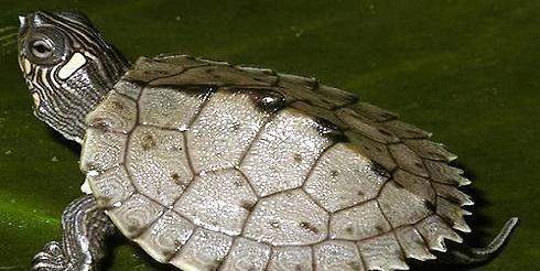 乌龟的种类介绍,市面上最常见的乌龟