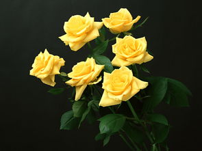 11朵黄玫瑰不能随便送人 男生送11朵黄玫瑰用意