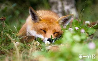 狐狸的生活习性是怎样的 狐狸的繁殖方式有哪些