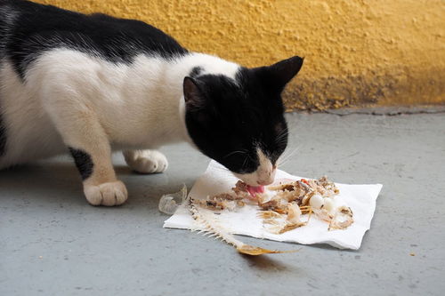 猫咪一个月要吃多少猫粮 