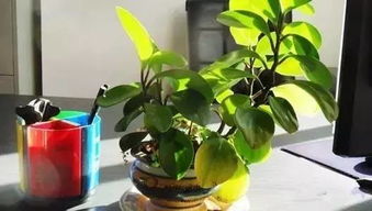 办公室的绿植为什么越养越黄 看完这个你桌上的小绿植有救了 