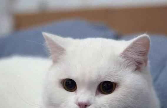 布偶猫怎么养越来越好看,怎么让布偶猫的毛变得漂亮？