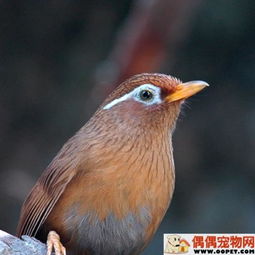 谁知道这是一个什么鸟 叫什么名字 