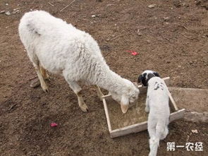 怎么增加母羊的繁殖率 可以从这几点下手