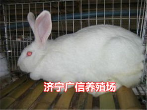 长毛兔种兔多少钱一只养殖场批发价格 包教养殖 