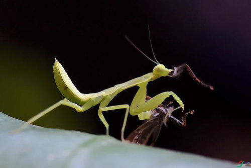 螳螂号称昆虫杀手,同体型的螳螂能吊打所有地球生物吗 为什么