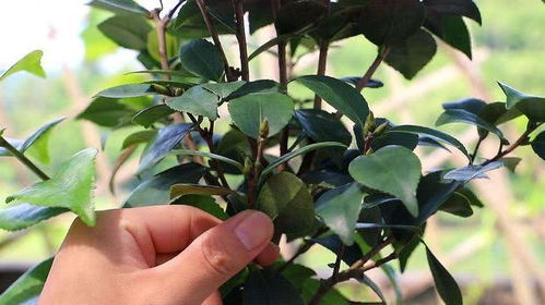 茶花的修剪时间和方法, 茶花的修剪