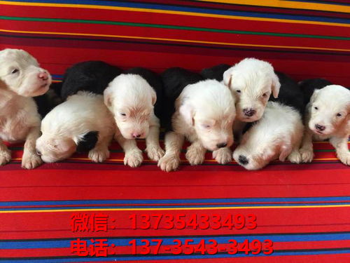 陕西西安宠物狗犬舍出售纯种古牧幼犬宠物狗市场在哪里卖狗狗场领养