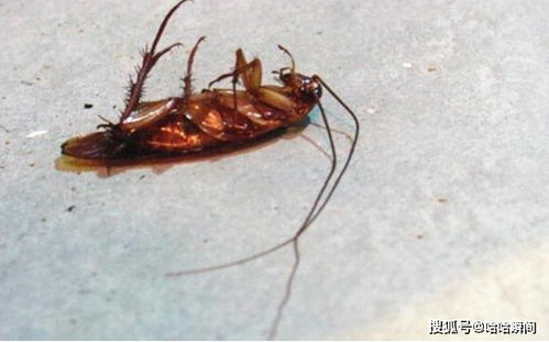 你有留意过蟑螂的死法吗 当它遇到杀虫剂,会以这种奇怪姿势死去