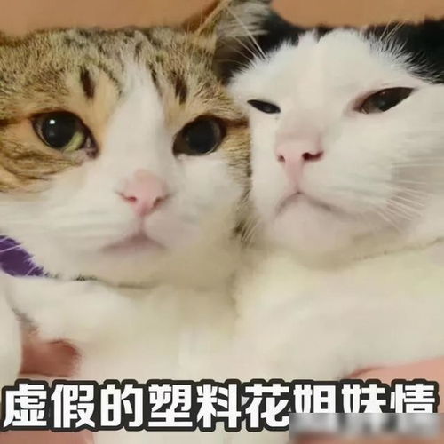 猥琐猫表情包：网络爆红背后的秘密与魅力