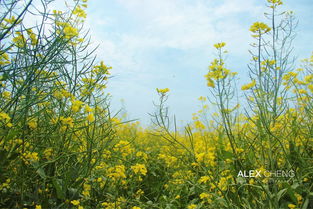 奉贤油菜花节(中国十大油菜花景区排名)