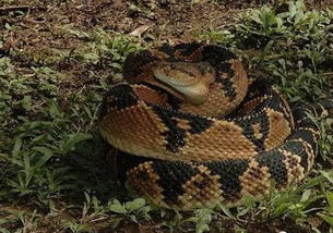 眼镜王蛇算毛线 世界十大陆生毒蛇排行榜