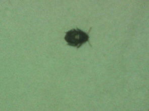家里出现这种黑色的甲壳虫,这是什么虫,请问学名