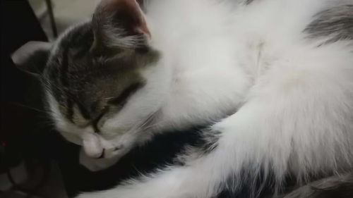 特别可爱的单身喵,玩累的猫咪在我腿上睡着了 