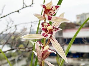 仙山红兰花好养吗,仙山红兰花：你了