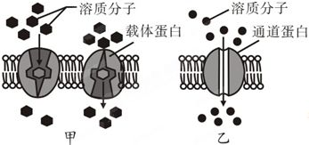 如图表示细胞内某些有机物的元素组成和功能关系.其中A.B代表元素.Ⅰ.Ⅱ.Ⅲ.Ⅳ是生物大分子.图中X.Y.Z.P分别为构成生物大分子的基本单位.请回答下列问题 1 图中 