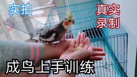 玄凤鹦鹉成鸟上手训练 半年大的笼养鸟能上手吗 如何获得一只亲人的小可爱 真实情况录制