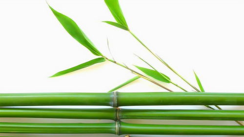 家里竹子的竹叶竟有这功效 中医 这是一味传统的药,不只是泡茶 