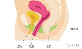 月子不要一动不动,这4个小动作,有利于产后盆底肌修复