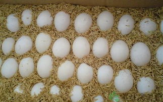鸽子蛋的营养价值 吃鸽子蛋的好处 食材 