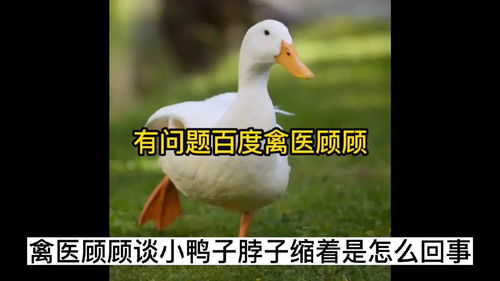 禽医顾顾谈小鸭子脖子缩着是怎么回事小鸭子缩脖子怎么办 鸭子 养鸭子 养鸭子技术 