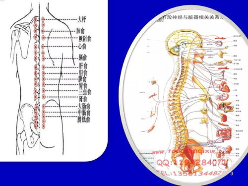 纠正脊柱的15个动作图解