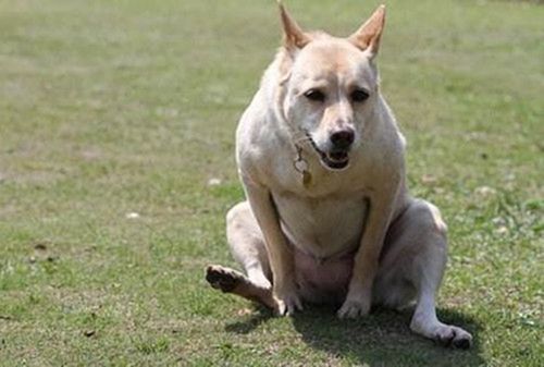 狗总是舔尾巴和屁屁的原因和可能的疾病