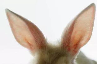 你知道兔子的耳朵怎么洗吗 
